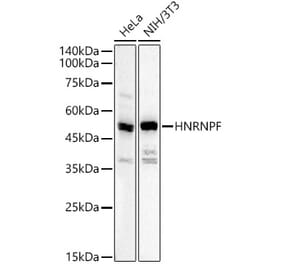 Western Blot - Anti-hnRNP F Antibody (A329441) - Antibodies.com