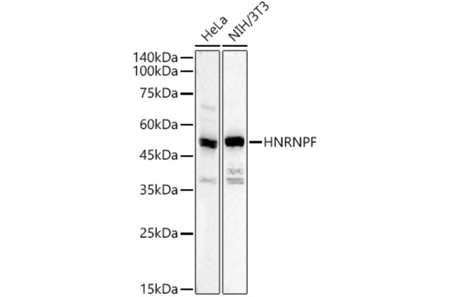 Western Blot - Anti-hnRNP F Antibody (A329441) - Antibodies.com