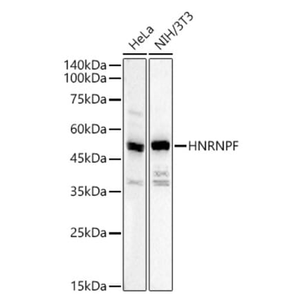 Western Blot - Anti-hnRNP F Antibody (A329441) - Antibodies.com