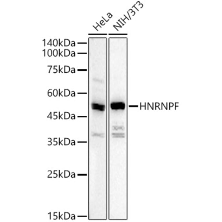 Western Blot - Anti-hnRNP F Antibody (A329441) - Antibodies.com