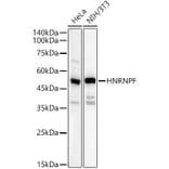 Western Blot - Anti-hnRNP F Antibody (A329441) - Antibodies.com
