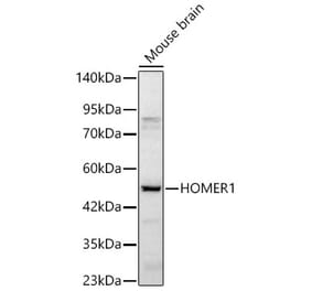 Western Blot - Anti-HOMER1 Antibody (A329442) - Antibodies.com