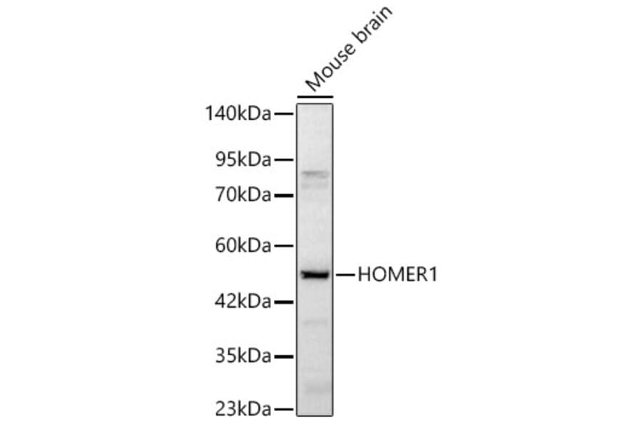 Western Blot - Anti-HOMER1 Antibody (A329442) - Antibodies.com