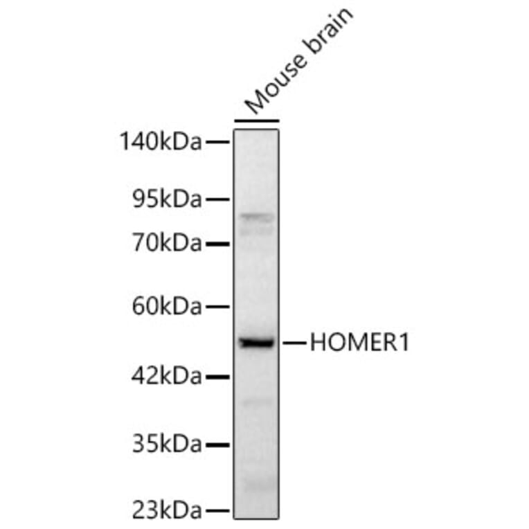 Western Blot - Anti-HOMER1 Antibody (A329442) - Antibodies.com