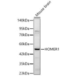 Western Blot - Anti-HOMER1 Antibody (A329442) - Antibodies.com