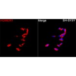 Immunofluorescence - Anti-HOMER1 Antibody (A329442) - Antibodies.com