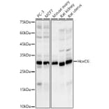 Western Blot - Anti-HoxC6 Antibody [ARC3119] (A329443) - Antibodies.com