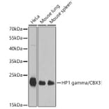 Western Blot - Anti-CBX3 Antibody (A329445) - Antibodies.com