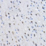 Immunohistochemistry - Anti-CBX3 Antibody (A329445) - Antibodies.com