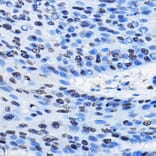 Immunohistochemistry - Anti-CBX3 Antibody (A329445) - Antibodies.com
