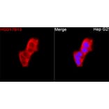 Immunofluorescence - Anti-HSD17B13 Antibody (A329447) - Antibodies.com