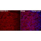 Immunofluorescence - Anti-HSD17B13 Antibody (A329447) - Antibodies.com