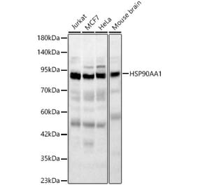 Western Blot - Anti-HSP90 alpha Antibody (A329448) - Antibodies.com