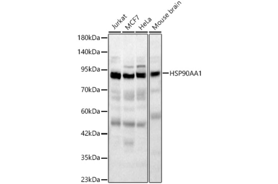 Western Blot - Anti-HSP90 alpha Antibody (A329448) - Antibodies.com