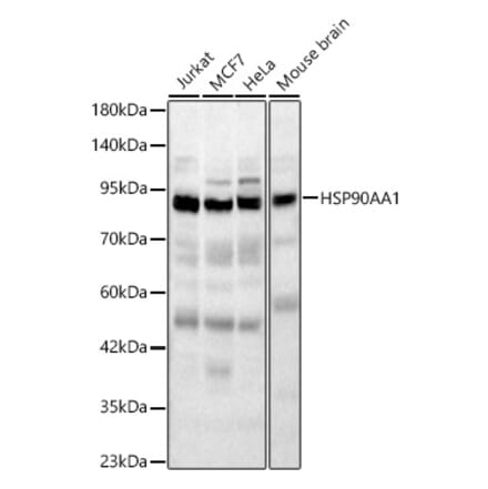 Western Blot - Anti-HSP90 alpha Antibody (A329448) - Antibodies.com