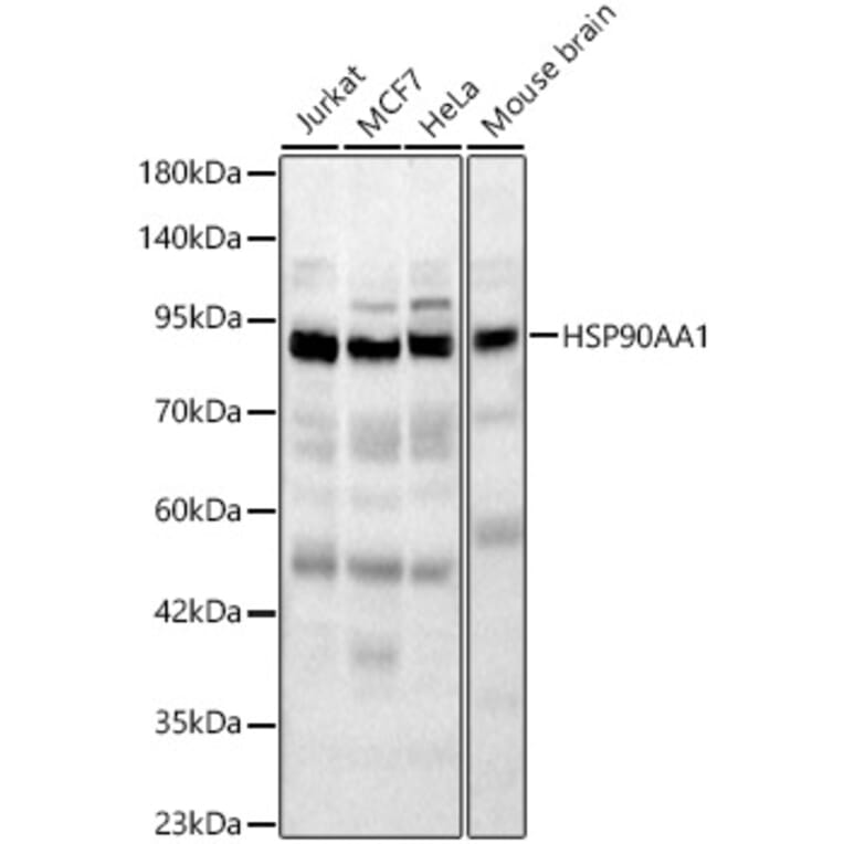 Western Blot - Anti-HSP90 alpha Antibody (A329448) - Antibodies.com