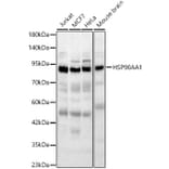 Western Blot - Anti-HSP90 alpha Antibody (A329448) - Antibodies.com