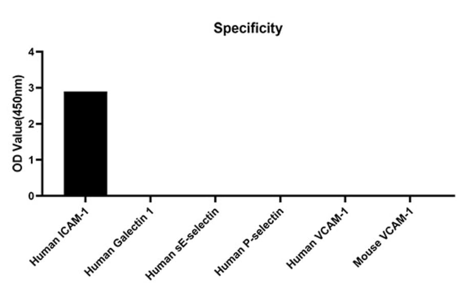 Specificity validation - Anti-ICAM1 Antibody (A329452) - Antibodies.com