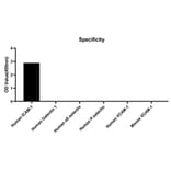 Specificity validation - Anti-ICAM1 Antibody (A329452) - Antibodies.com