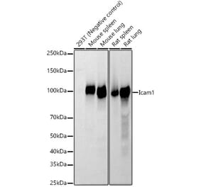 Western Blot - Anti-Icam1 Antibody (A329454) - Antibodies.com