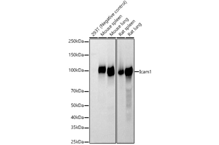 Western Blot - Anti-Icam1 Antibody (A329454) - Antibodies.com