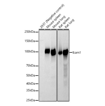 Western Blot - Anti-Icam1 Antibody (A329454) - Antibodies.com