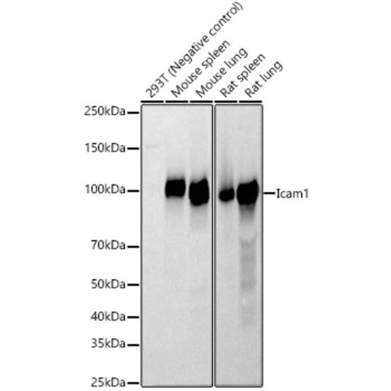 Western Blot - Anti-Icam1 Antibody (A329454) - Antibodies.com