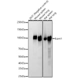 Western Blot - Anti-Icam1 Antibody (A329454) - Antibodies.com