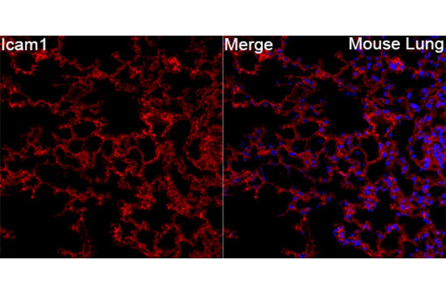 Immunofluorescence - Anti-Icam1 Antibody (A329454) - Antibodies.com