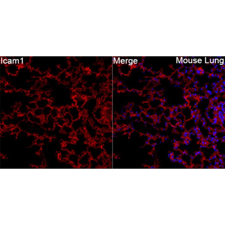 Immunofluorescence - Anti-Icam1 Antibody (A329454) - Antibodies.com