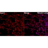 Immunofluorescence - Anti-Icam1 Antibody (A329454) - Antibodies.com