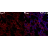 Immunofluorescence - Anti-Icam1 Antibody (A329454) - Antibodies.com