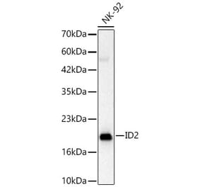 Western Blot - Anti-ID2 Antibody (A329457) - Antibodies.com