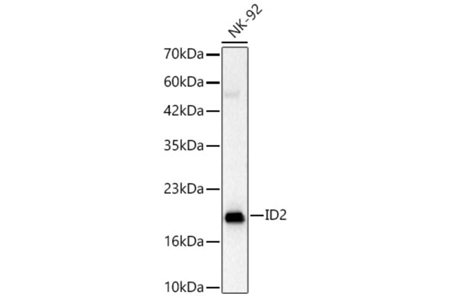 Western Blot - Anti-ID2 Antibody (A329457) - Antibodies.com