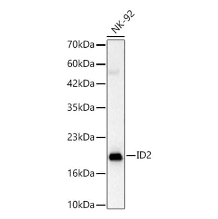 Western Blot - Anti-ID2 Antibody (A329457) - Antibodies.com