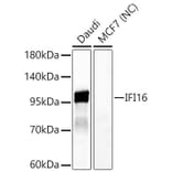 Western Blot - Anti-IFI16 Antibody (A329458) - Antibodies.com