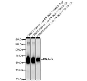 Western Blot - Anti-IFN beta Antibody (A329459) - Antibodies.com