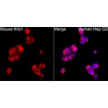 Immunofluorescence - Anti-IFN beta Antibody (A329459) - Antibodies.com