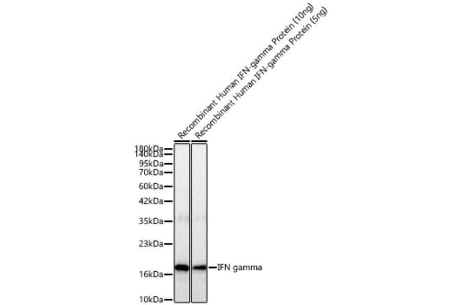 Western Blot - Anti-IFN gamma Antibody [ARC52882] (A329461) - Antibodies.com