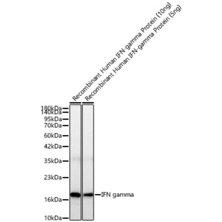 Western Blot - Anti-IFN gamma Antibody [ARC52882] (A329461) - Antibodies.com