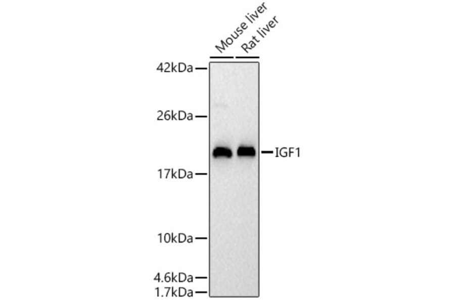 Western Blot - Anti-IGF1 Antibody (A329465) - Antibodies.com