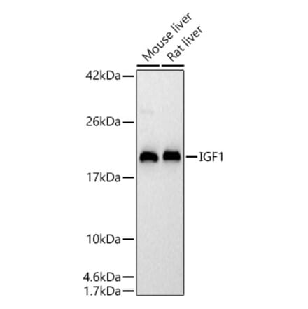 Western Blot - Anti-IGF1 Antibody (A329465) - Antibodies.com