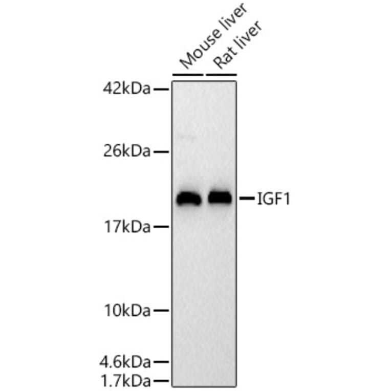 Western Blot - Anti-IGF1 Antibody (A329465) - Antibodies.com
