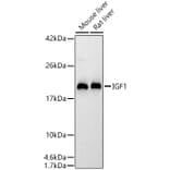 Western Blot - Anti-IGF1 Antibody (A329465) - Antibodies.com
