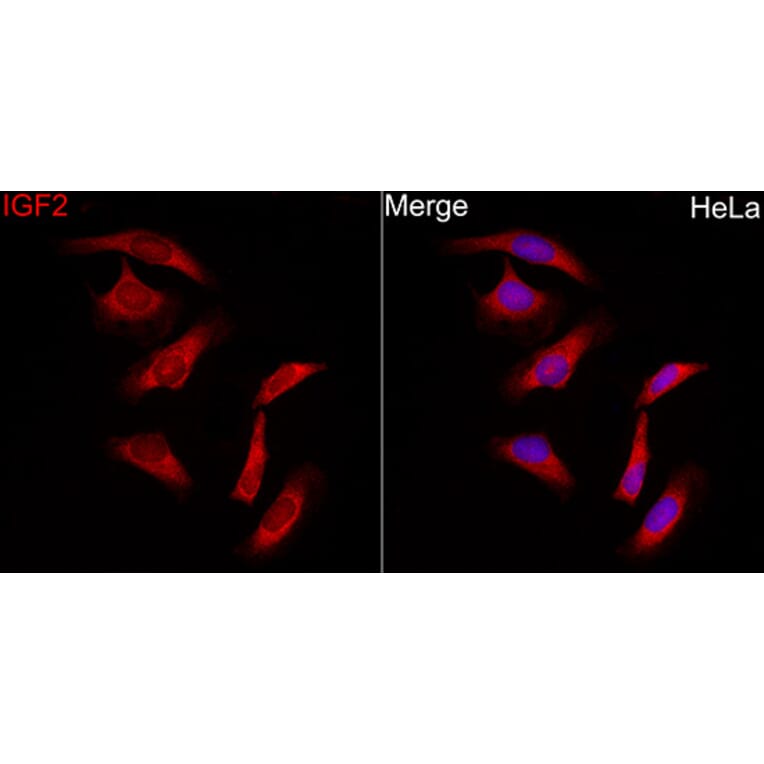 Immunofluorescence - Anti-IGF2 Antibody (A329466) - Antibodies.com
