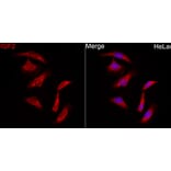 Immunofluorescence - Anti-IGF2 Antibody (A329466) - Antibodies.com