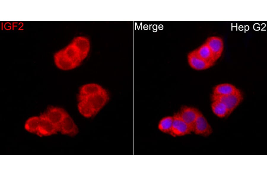 Immunofluorescence - Anti-IGF2 Antibody (A329466) - Antibodies.com