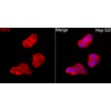 Immunofluorescence - Anti-IGF2 Antibody (A329466) - Antibodies.com