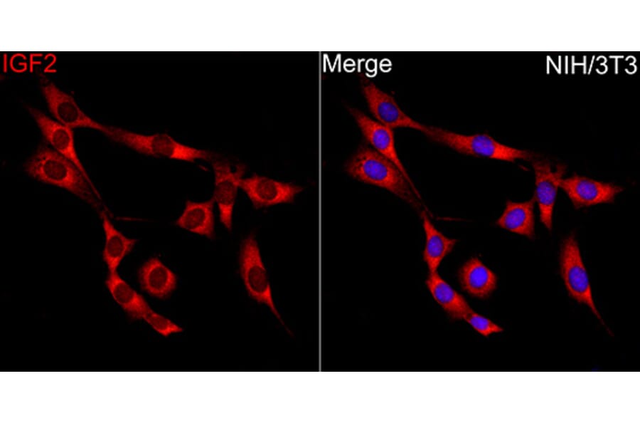 Immunofluorescence - Anti-IGF2 Antibody (A329466) - Antibodies.com