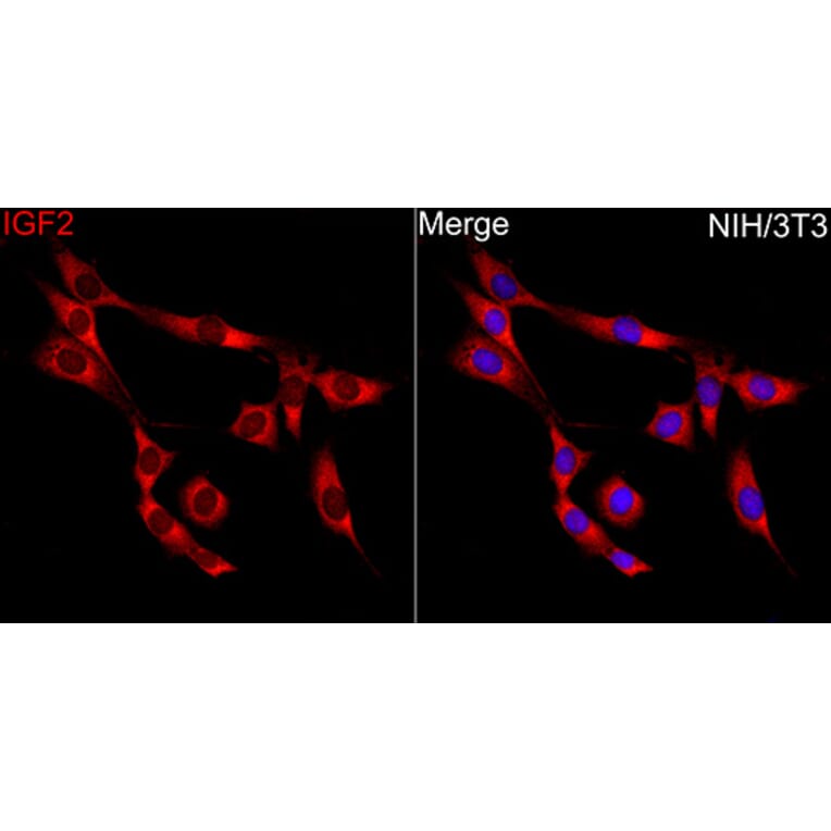 Immunofluorescence - Anti-IGF2 Antibody (A329466) - Antibodies.com